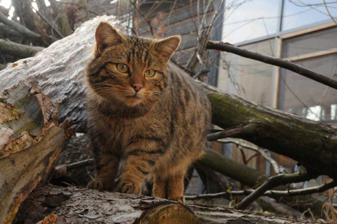 Wildkatze